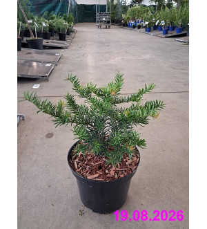 Taxus baccata 'Repandens' C 2 L